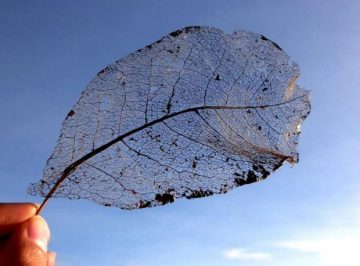 Turning a New Leaf in Solar Energy Devices